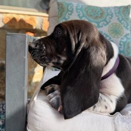 Petunia- Purple. - Black and white female Basset Hound puppy in Pflugerville, Texas from Mountain Mama Bassets