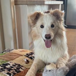 Faith - Border Collie
