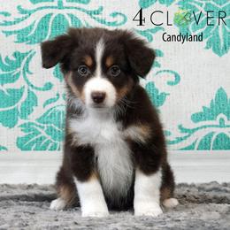 Candyland - Red tri-color female Miniature American Shepherd puppy in Carlisle, Pennsylvania from 4 Clovers Kennel