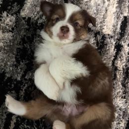 Hershey - Red tri male Miniature Australian Shepherd puppy in Weatherford, Texas from F & T Aussies