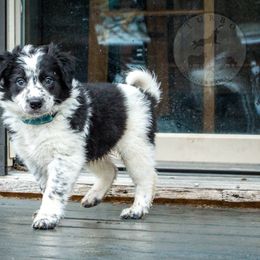 Border Collie, Golden Retriever, and Sporty Mix Puppies from Turbo Border Collies & Coltrievers