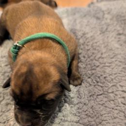 Green collar male - Fawn sable male Belgian Malinois puppy in Paynes Corner, Virginia from Von-Zito Belgian Malinois