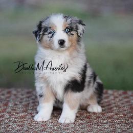 Dakota - Blue merle female Australian Shepherd puppy in Olivehurst, California from Double M Aussies