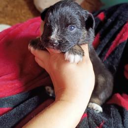 Noir - Black tri-color female Australian Shepherd puppy in Sultan, Washington from Van Huitt Australian Shepherds