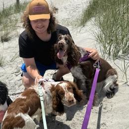 English Springer Spaniels from House Tiner Springers