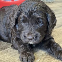 Male 5 - Chocolate male Labradoodle puppy in Mountain View, Missouri from Gastineau Doodles