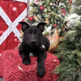 Bear cub - Black female German Shepherd puppy in Inverness Highlands South, Florida from Von der Tetiaroa German Shepherd dogs