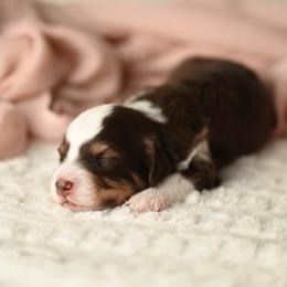 Brave - Red tri-color female Aussiedoodle puppy in Lincoln, California from Frenchie LOVE and Doodles