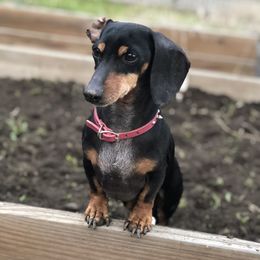 Daisy - Dachshund