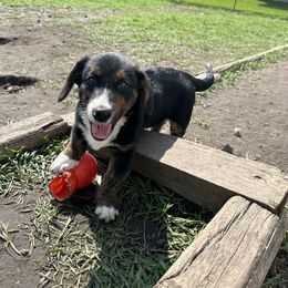 American Corgi, Cardigan Welsh Corgi, and Pembroke Welsh Corgi Puppies from Enok Corgis