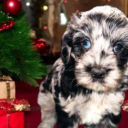 Assorted Doodle Crosses, Bernedoodles, Goldendoodles, and Labradoodles from Erica’s Doodles