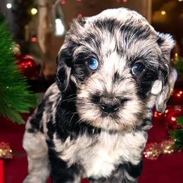 Assorted Doodle Crosses, Bernedoodles, Goldendoodles, and Labradoodles from Erica’s Doodles