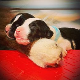 Border Collie Puppies from Beloved Border Collies