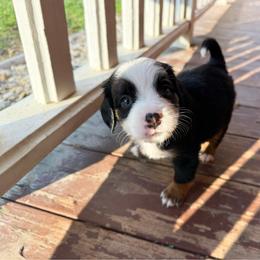 Paige - unfurnished - Tri-color female Bernedoodle puppy in Wamego, Kansas from Doodles of Oz