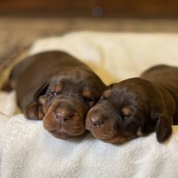 Reese - Red and rust female Doberman Pinscher puppy in Boyd, Texas from Team Feem Breeders
