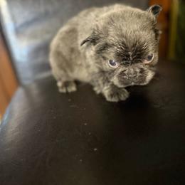 Boy 1 - Blue fawn male French Bulldog puppy in Salinas, California from Sugar's Maltipoo's, Chihuahuas and Frenchies