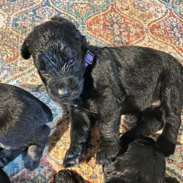 Purple collar - Black male Giant Schnauzer puppy in Atoka, Oklahoma from Hannah's Haus & Farm