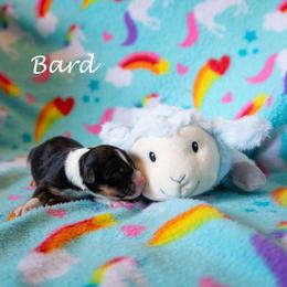 Bard - Black tri-color female Australian Shepherd puppy in Benton City, Washington from Eventide Australian Shepherds