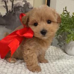 Ollie - Apricot male Maltipoo puppy in Spring, Texas from GlamPaw Maltipoos
