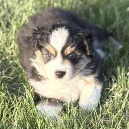 Bugatti - Black tri male Miniature American Shepherd puppy in Luck, Wisconsin from Faithland Miniature American Shepherds