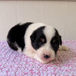 Sugar Cookie - Black tri-color male Australian Shepherd puppy in Placerville, California from BFF Aussies