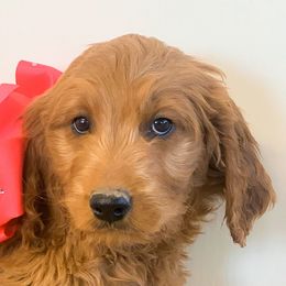 Girl 5 - Goldendoodle puppy in Kanaraville, Utah from Bundy Farm