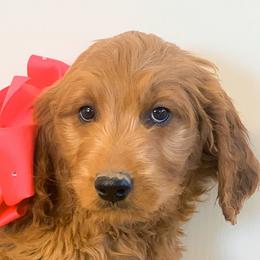 Girl 5 - Goldendoodle puppy in Kanaraville, Utah from Bundy Farm