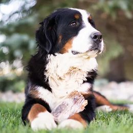Bernese Mountain Dogs from Maumee Berners