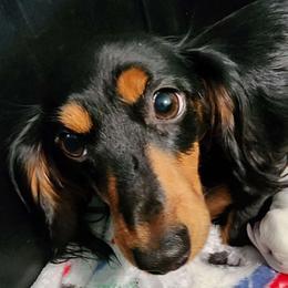 Daisy - Dachshund