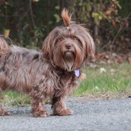 Peppercorn - Havanese