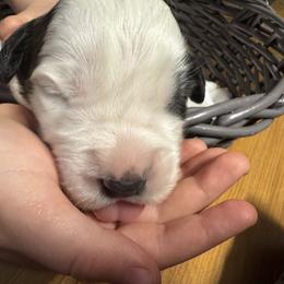 Pink wink - Brindle and white female Saint Bernard puppy in Auburn, Washington from Sara’s Saint Bernards