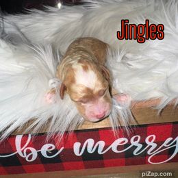 Jingles - Apricot female Goldendoodle puppy in Nortonville, Kentucky from Deb’s KY Doodles