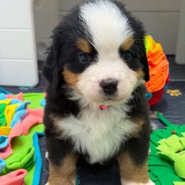 Dalia - pink collar - Tri-color female Bernese Mountain Dog puppy in Yuciapa, California from AlltheDoodlez_