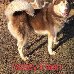 Siberian Husky All Grown Up from Greens 5 Acres Huskies