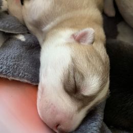 Siberian Husky Puppies from The Husky Husky Hut
