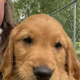 Golden Retriever Puppies from Charlottes Goldens