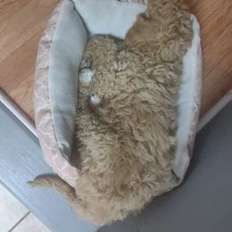 Poodle Puppies from Polly Wally Doodles and Poodles