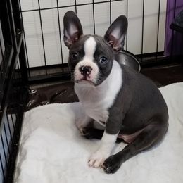 Girl 1 - Boston Terrier puppy in Chickamauga, Georgia from Aiguier's Bostons