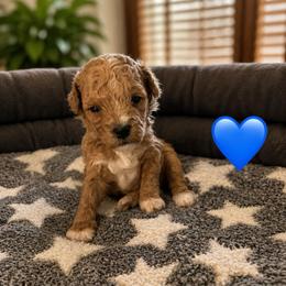 Duke - Apricot male Poodle puppy in Lance Creek, Wyoming from CK Poodles LLC