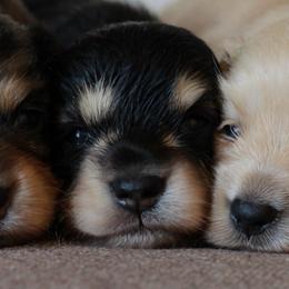Morgana -AKC 3500 - Black and cream female Dachshund puppy in Krum, Texas from Tired Chef Dachshunds