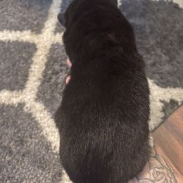 Siberian Husky Puppies from Alexandra's Siberian Huskies