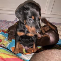 Doberman Pinscher Puppies from Von Schaaf Haus DuPree