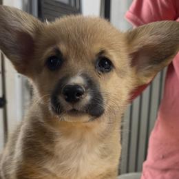 Girl 3 - Red female Pembroke Welsh Corgi puppy in Moulton, Alabama from Reed's Pembroke Corgi Welsh