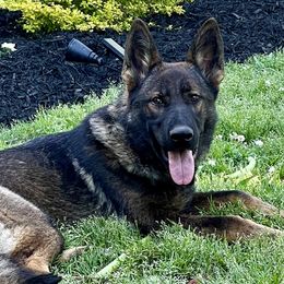 Gigi - German Shepherd
