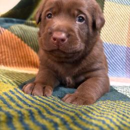 2nd pick Chocolate Male - Chocolate male Labrador Retriever puppy in Boise, Idaho from Wings of Freedom Retrievers and Malinois