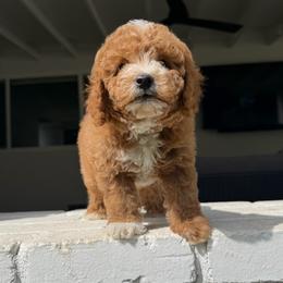 Peter - Apricot male Assorted Doodle Crosses puppy in Marysville, California from Dailey Doodles and Dachshunds