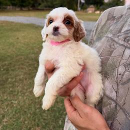 Birdie - Light Pink - Parti female Goldendoodle puppy in Ruthorfordton, North Carolina from Duncan Doodles Goldendoodles