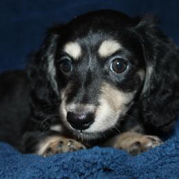 Bambam - Black and cream male Dachshund puppy in Roanoke, Alabama from 3B Doxies