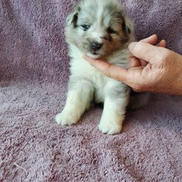 Shetland Sheepdog Puppies from Hawks Acres Shetland Sheepdogs