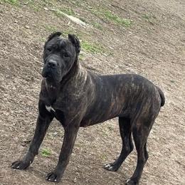 Daphne - Cane Corso